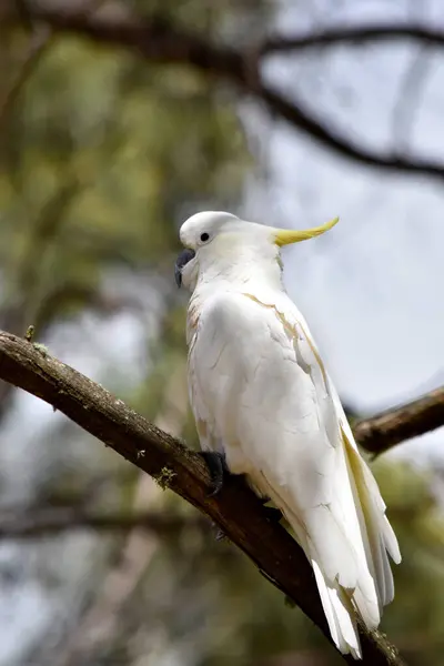 Θειάφι Του Παπαγάλου Είναι Ένα Λευκό Πουλί Κίτρινη Ακρολοφία Royalty Free Φωτογραφίες Αρχείου