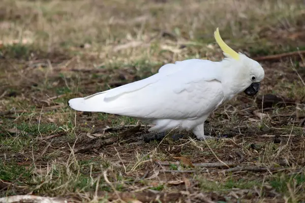 Θειάφι Του Παπαγάλου Είναι Ένα Λευκό Πουλί Κίτρινη Ακρολοφία Φωτογραφία Αρχείου