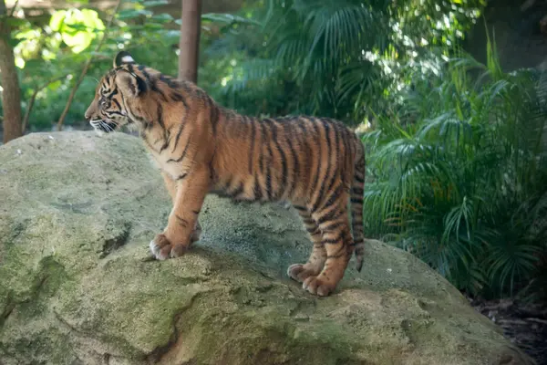 Tigriskölykök Kicsinek Vaknak Gyengének Születnek Minden Csíkjukkal Megszületnek Megisszák Anyatejüket Jogdíjmentes Stock Fotók