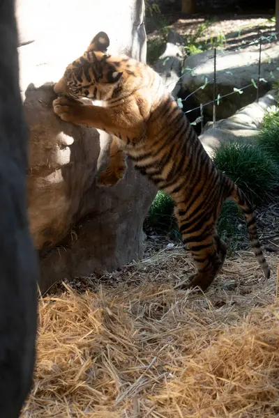 Tiger Cubs Born Small Blind Weak Born All Stripes Drink Stock Picture