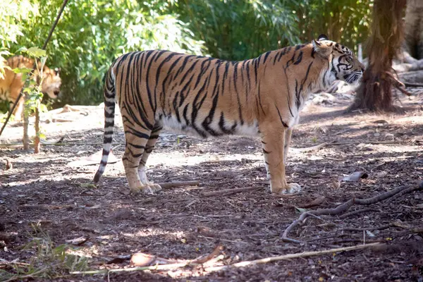 Tigrisek Erős Vadászok Éles Fogakkal Erős Állkapcsokkal Mozgékony Testekkel Jogdíjmentes Stock Képek