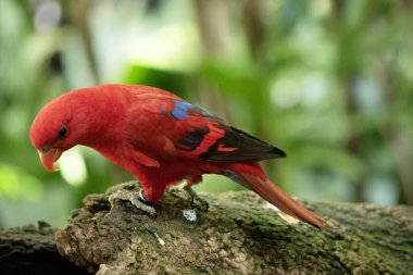 Kırmızı lorinin kanatları üzerinde mavi ve siyah turuncu bir gagası vardır ve kuşun geri kalanı kırmızı renktedir.