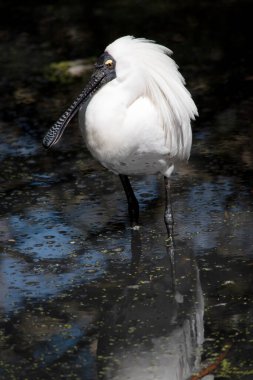 Kraliyet kaşığı kaşığa benzeyen siyah gagalı büyük beyaz bir deniz kuşudur. Kraliyet kaşığının sarı kaşları ve siyah bacakları vardır.