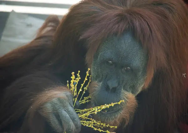 Orang Utans Sind Das Größte Säugetier Der Welt Und Verbringen Stockfoto