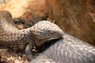 Shingleback 'in çok büyük bir kafası, çok kısa bir kuyruğu, kısa bacakları ve büyük kaba pulları vardır..