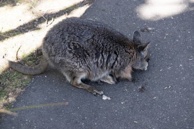 Tammar Wallaby 'nin cebinde bir Joey var.