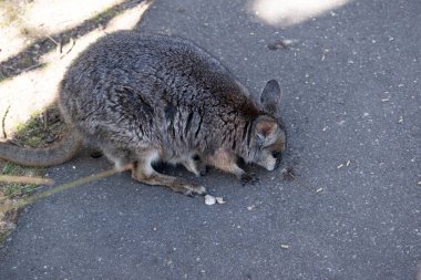Tammar Wallaby 'nin çantasında Joey var.