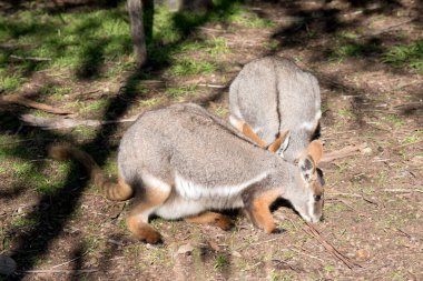 Sarı ayaklı iki kanguru yemek yiyor.