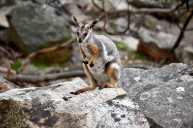 Sarı ayaklı kaya valabisi beyaz yanak çizgisi ve turuncu kulaklarıyla parlak renklidir. Üzerinde beyaz bir yan şerit ve kahverengi ve beyaz bir kalça çizgisi ile geyik grisidir..