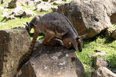 Sarı ayaklı kaya valabisi beyaz yanak çizgisi ve turuncu kulaklarıyla parlak renklidir..