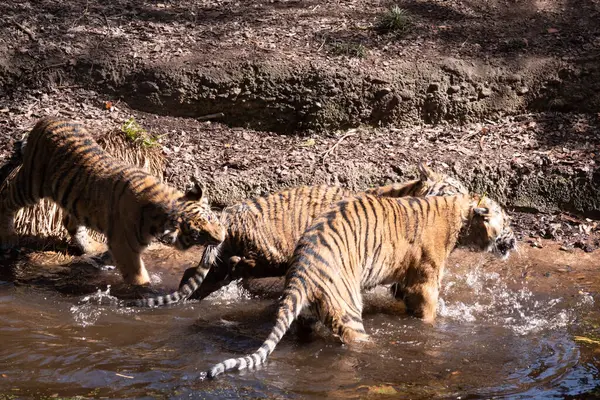 幼虎皮毛呈金黄色 条纹斑斑 老虎是世界上最大的野猫 老虎是强壮的猎手 有锋利的牙齿 强有力的下颚和敏捷的身体 免版税图库照片