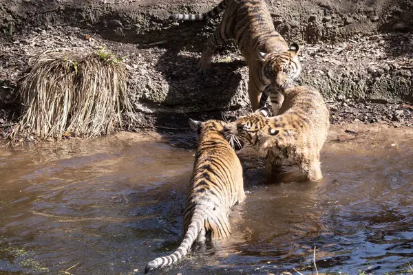 Молодые Тигры Имеют Золотой Мех Темными Полосами Тигр Является Крупнейшим Стоковое Фото