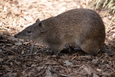Bandicootlar yaklaşık bir fare boyutundadır ve sivri burunları, kamburları, ince kuyrukları ve büyük arka ayakları vardır.