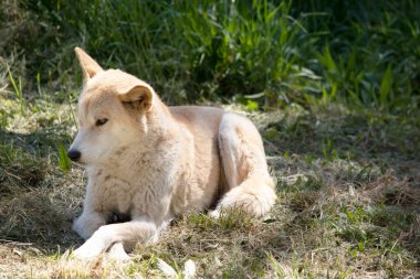 Dingolar köpek gibi kurttur. Dingoların uzun bir ağızlıkları, dik kulakları ve güçlü pençeleri vardır. Genellikle zencefilli bir ceketleri olur ve çoğunun ayaklarında, kuyruğunda ve göğsünde beyaz işaretler vardır..