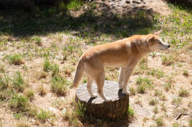 Altın dingo bir Avustralya vahşi köpeğidir. Uzun bir ağızlıkları, dik kulakları ve güçlü pençeleri vardır. Genellikle zencefilli bir ceketleri olur ve çoğunun ayaklarında, kuyruğunda ve göğsünde beyaz işaretler vardır..