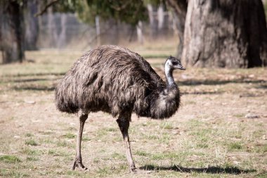 Emus 'lar koyu kahverengiden gri-kahverengi ve siyah uçlu ilkel tüylerle kaplıdır. Emu 'nun boynu mavimsi siyah ve tüysüz..