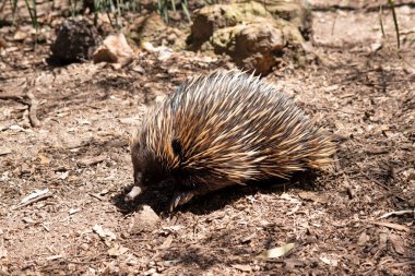 Kısa burunlu ekidnanın güçlü pençeli ayakları ve kahverengimsi bir vücudun üst kısmında dikenleri vardır..