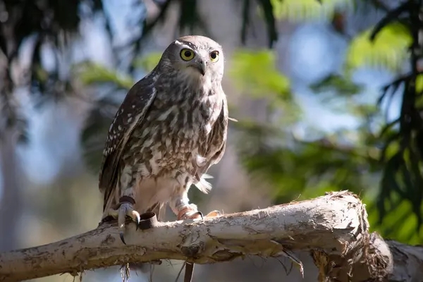 Barking Owl Has Bright Yellow Eyes Facial Disc Upperparts Brown Stock Picture