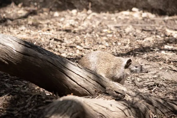 Bandicootlar Bir Tavşan Büyüklüğündedir Sivri Burunları Kamburları Ince Kuyrukları Büyük Stok Fotoğraf
