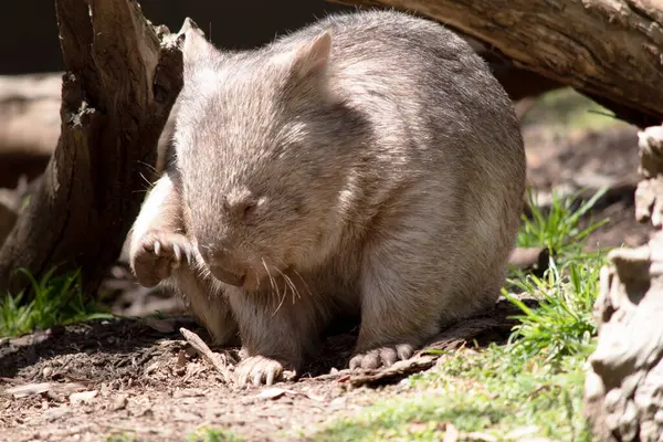 Gewone Wombat Heeft Een Grote Neus Die Glanzend Zwart Net Rechtenvrije Stockfoto's