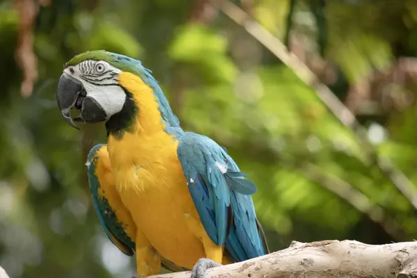 蓝色的后尾翼和上尾翼的羽毛和金色的金刚鹦鹉都是明亮的蓝色 尾翼的下方是橄榄黄的 前面的羽毛是绿色的 翅膀的羽毛是蓝色的 尖端是绿色的 翅膀的下部和胸部是黄色的 免版税图库图片