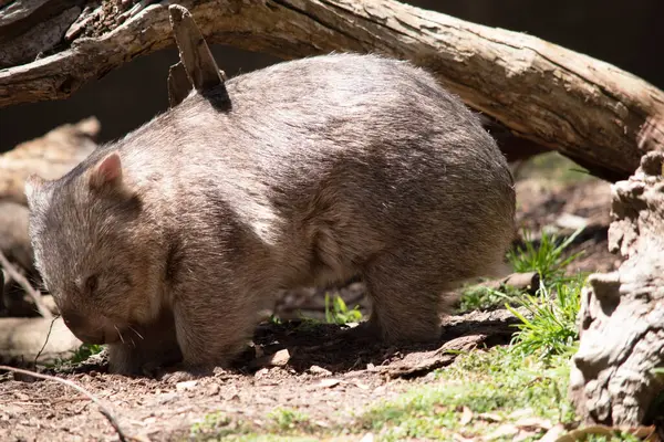 Gewone Wombat Heeft Een Grote Neus Die Glanzend Zwart Net Rechtenvrije Stockafbeeldingen