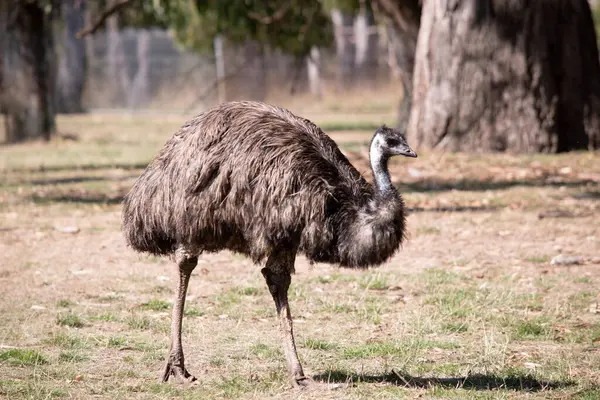 Emus Zijn Bedekt Met Primitieve Veren Die Donker Bruin Tot Stockafbeelding