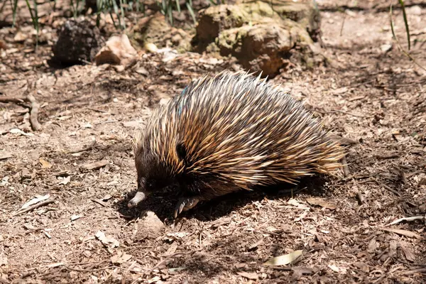Short Nosed Echidna Has Strong Clawed Feet Spines Upper Part Stock Picture