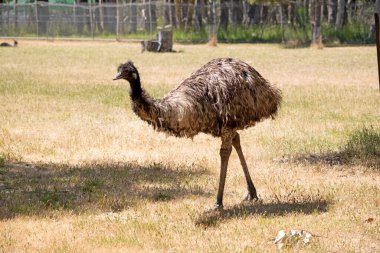 Emus 'lar koyu kahverengiden gri-kahverengi ve siyah uçlu ilkel tüylerle kaplıdır. Emu 'nun boynu mavimsi siyah ve tüysüz.