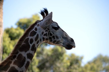 Zürafa tüm memelilerin en uzunudur. Zürafanın kısa bir gövdesi, uzun bir kuyruğu, kısa bir yelesi ve kısa deri kaplı boynuzları vardır..