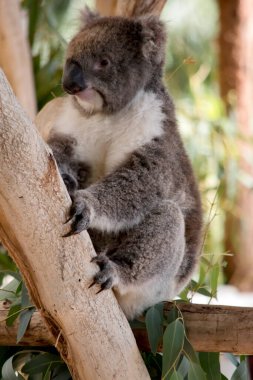 Koala 'nın büyük yuvarlak bir kafası, büyük tüylü kulakları ve büyük siyah bir burnu var. Kürkleri genellikle gri-kahverengidir. Göğsünde, iç kollarında, kulaklarında ve altında beyaz kürkleri vardır..