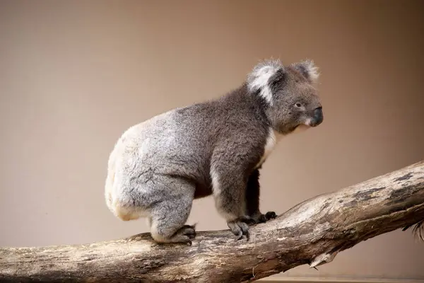 stock image the Koala has a large round head, big furry ears and big black nose. Their fur is usually grey-brown in color with white fur on the chest, inner arms, ears and bottom.