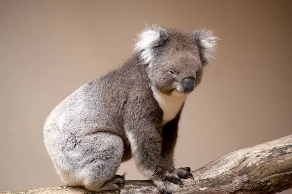 stock image the Koala has a large round head, big furry ears and big black nose. Their fur is usually grey-brown in color with white fur on the chest, inner arms, ears and bottom.