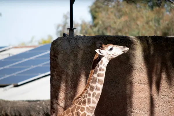 Жираф Самый Высокий Млекопитающих Ноги Шея Чрезвычайно Длинные Жираф Имеет Лицензионные Стоковые Изображения