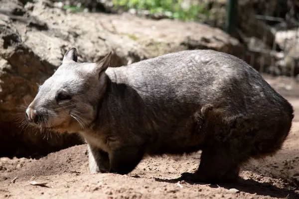 Owłosione Wombats Mają Miększe Futro Dłuższe Bardziej Spiczaste Uszy Szersze Obraz Stockowy