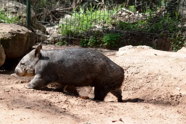 Owłosione Wombats Mają Miększe Futro Dłuższe Bardziej Spiczaste Uszy Szersze Zdjęcia Stockowe bez tantiem