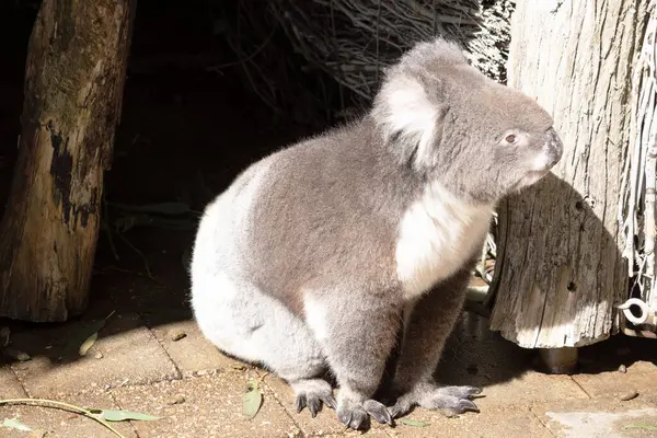 Koala Heeft Een Grote Ronde Kop Grote Harige Oren Grote Stockfoto