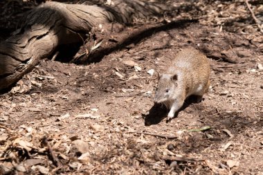 Bandicootlar yaklaşık bir fare boyutundadır ve sivri burunları, kamburları, ince kuyrukları ve büyük arka ayakları vardır.