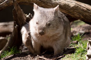 Yaygın Wombat 'ın parlak siyah bir burnu vardır, tıpkı bir köpek gibi. Kulakları nispeten küçük, üçgen ve biraz yuvarlaktır.
