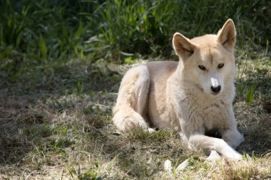 Dingolar köpek gibi kurttur. Dingoların uzun bir ağızlıkları, dik kulakları ve güçlü pençeleri vardır. Genellikle zencefilli bir ceketleri olur ve çoğunun ayaklarında, kuyruğunda ve göğsünde beyaz işaretler vardır..