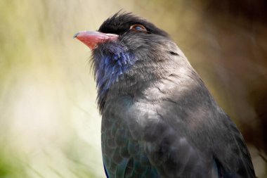 Dolar kuşunun çoğunlukla koyu kahverengi üst kısımları vardır, arkasında mavi-yeşil ve kanat örtüleri ile ağır şekilde yıkanmıştır..