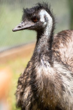 Emus 'lar ilkel tüylerle kaplıdır koyu kahverengiden gri-kahverengi ve siyah uçlu.. 