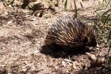 Kısa burunlu olanın sert pençeli ayakları ve kahverengimsi bir vücudun üst kısmında dikenleri vardır..