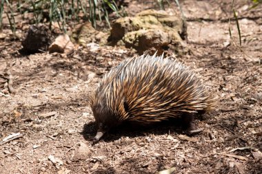 Kısa burunlu ekidnanın güçlü pençeli ayakları ve kahverengimsi bir vücudun üst kısmında dikenleri vardır..