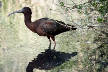 Parlak aynak boynu kırmızımsı-kahverengidir ve gövdesi bronz-kahverengidir. Kanatlarında metalik yanardöner bir parıltı vardır..