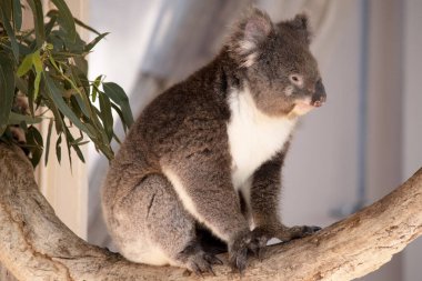 Koala 'nın büyük yuvarlak bir kafası, büyük tüylü kulakları ve büyük siyah bir burnu var. Kürkleri genellikle gri-kahverengidir. Göğsünde, iç kollarında, kulaklarında ve altında beyaz kürkleri vardır..