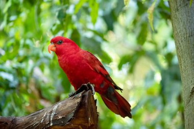 Kırmızı lori çoğunlukla kırmızıdır ve üst gövdenin tüm tüyleri kırmızıdır. Sırtında kırmızı, mavi ve siyah lekeler var.,