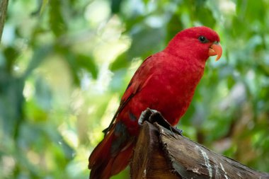 Kırmızı lori çoğunlukla kırmızıdır ve üst gövdenin tüm tüyleri kırmızıdır. Sırtında kırmızı, mavi ve siyah lekeler var.,