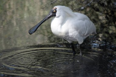 Kraliyet kaşığı kaşığa benzeyen siyah gagalı büyük beyaz bir deniz kuşudur. Kraliyet kaşığının sarı kaşları ve siyah bacakları vardır.