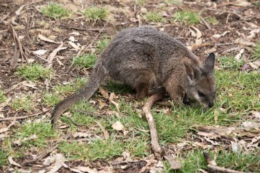 Tammar valabinin koyu grimsi üst kısımları, daha soluk alt kısımları, paslı kenarları ve uzuvları vardır. Tammar valabinin yüzünde beyaz çizgiler vardır.
